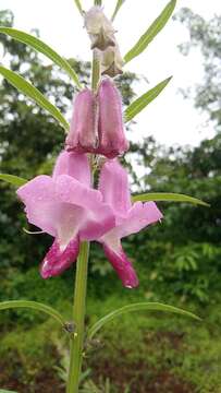 Image of Sesamum indicum subsp. malabaricum (Burm.) Bedigian