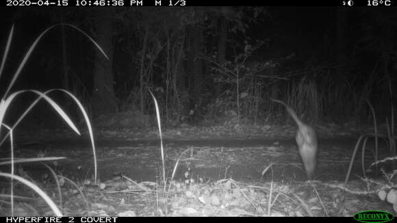 Image of Long-nosed Bandicoot