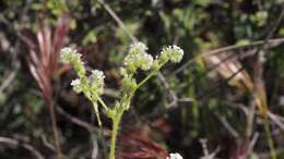 Image of pointed cryptantha