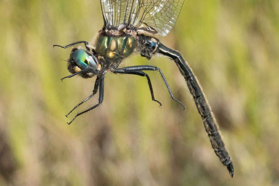 Image of Mountain Emerald