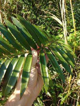 Image of Natal Cycad