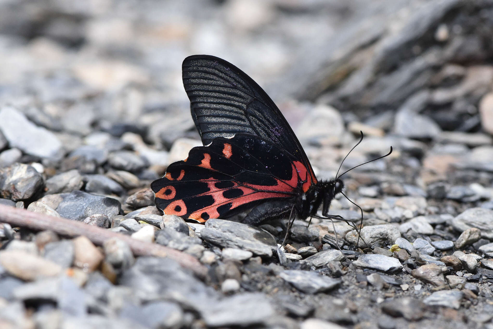 Image de Papilio thaiwanus Rothschild 1898