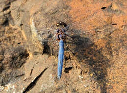 Image of Dark Dropwing