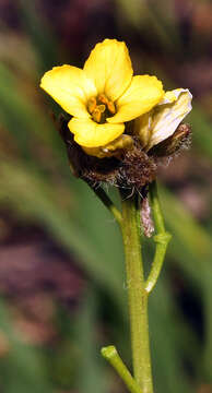 Image of Sisymbrium crassifolium Cav.