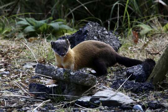 Image of Formosan yellow-throated marten