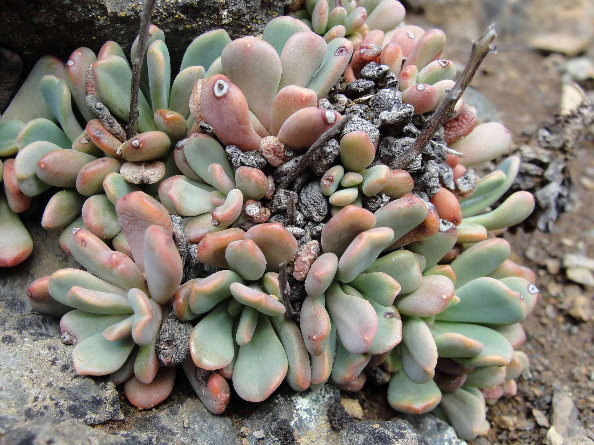 Sedum rubiginosum resmi