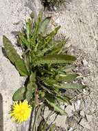 Taraxacum macroceras Dahlst.的圖片