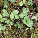 Image of California strawberry