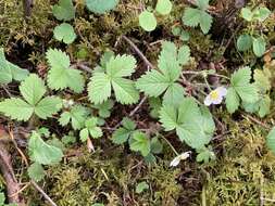 Imagem de Fragaria vesca subsp. californica (Cham. & Schltdl.) Staudt