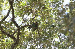 Image of Brown-necked Parrot