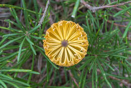 Image of Banksia neoanglica (A. S. George) Stimpson & J. J. Bruhl