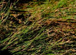 Image of Anthochortus crinalis (Mast.) H. P. Linder