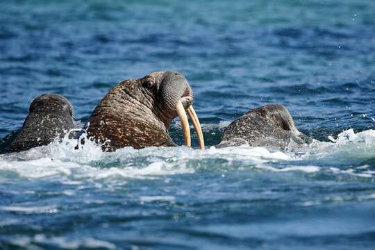 Image of Laptev Sea walrus