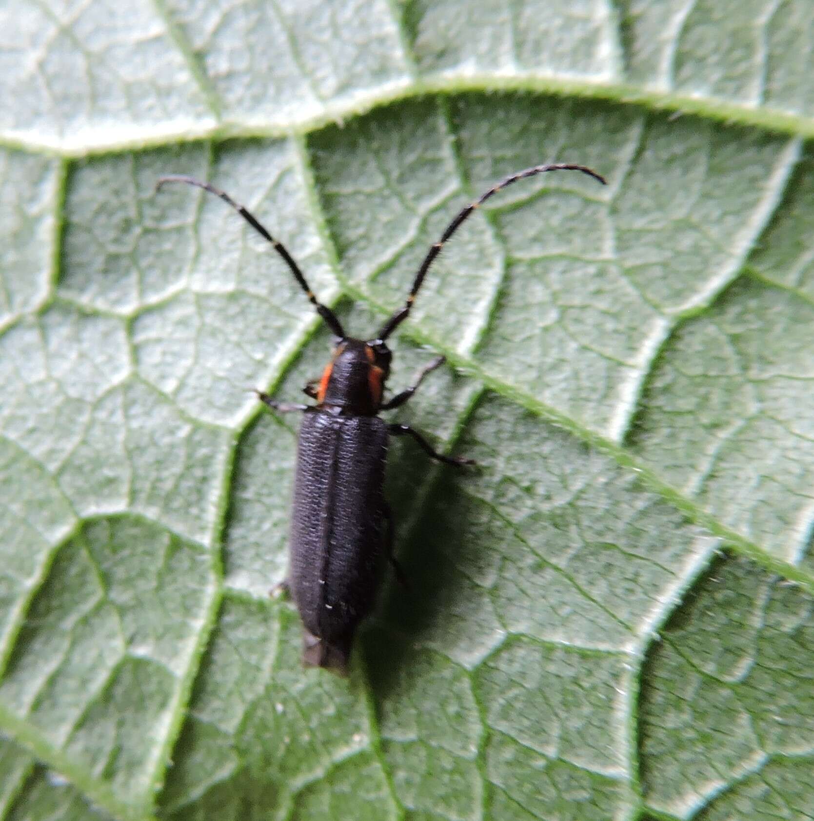 Image of Hemierana marginata ardens (Le Conte 1859)