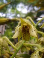 Image of bigleaf dendrobium