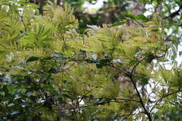 Image de Cojoba costaricensis Britton & Rose