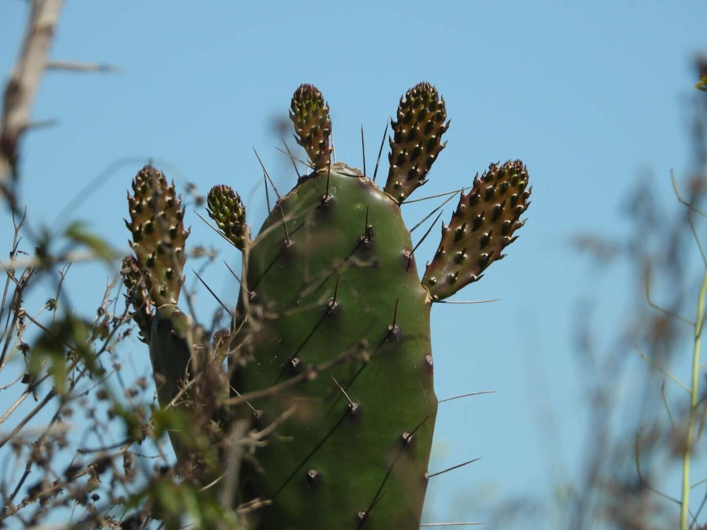 Image of <i>Opuntia bonaerensis</i>