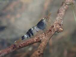 Image of <i>Caridina logemanni</i>