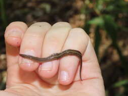 Image of Notogynaphallia quinquestriata (Hyman 1962)