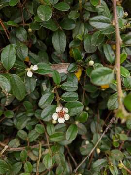 Image of Cotoneaster morrisonensis Hayata