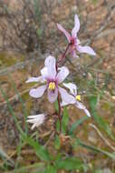 Image of Cyanella orchidiformis Jacq.