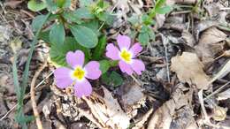 Image of Primula acaulis subsp. rubra (Sm.) Greuter & Burdet