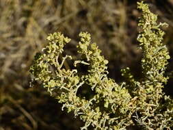 Image of South American saltbush