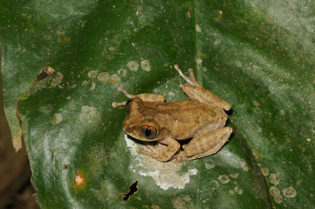 Image de Leptopelis spiritusnoctis Rödel 2007