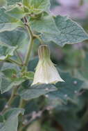 Physalis glutinosa Schltdl. resmi