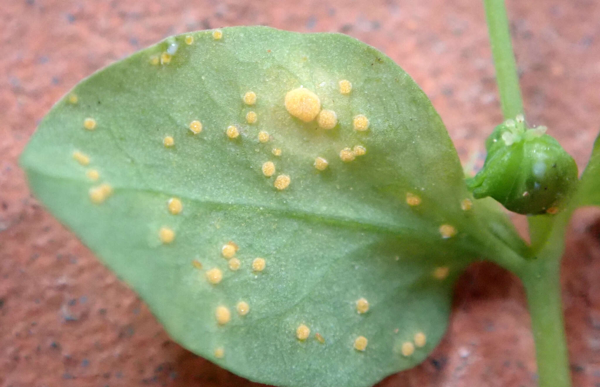 صورة Melampsora euphorbiae (Ficinus & C. Schub.) Castagne 1843