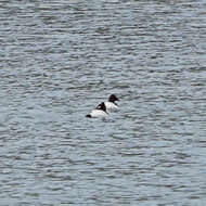 Image of Canvasback