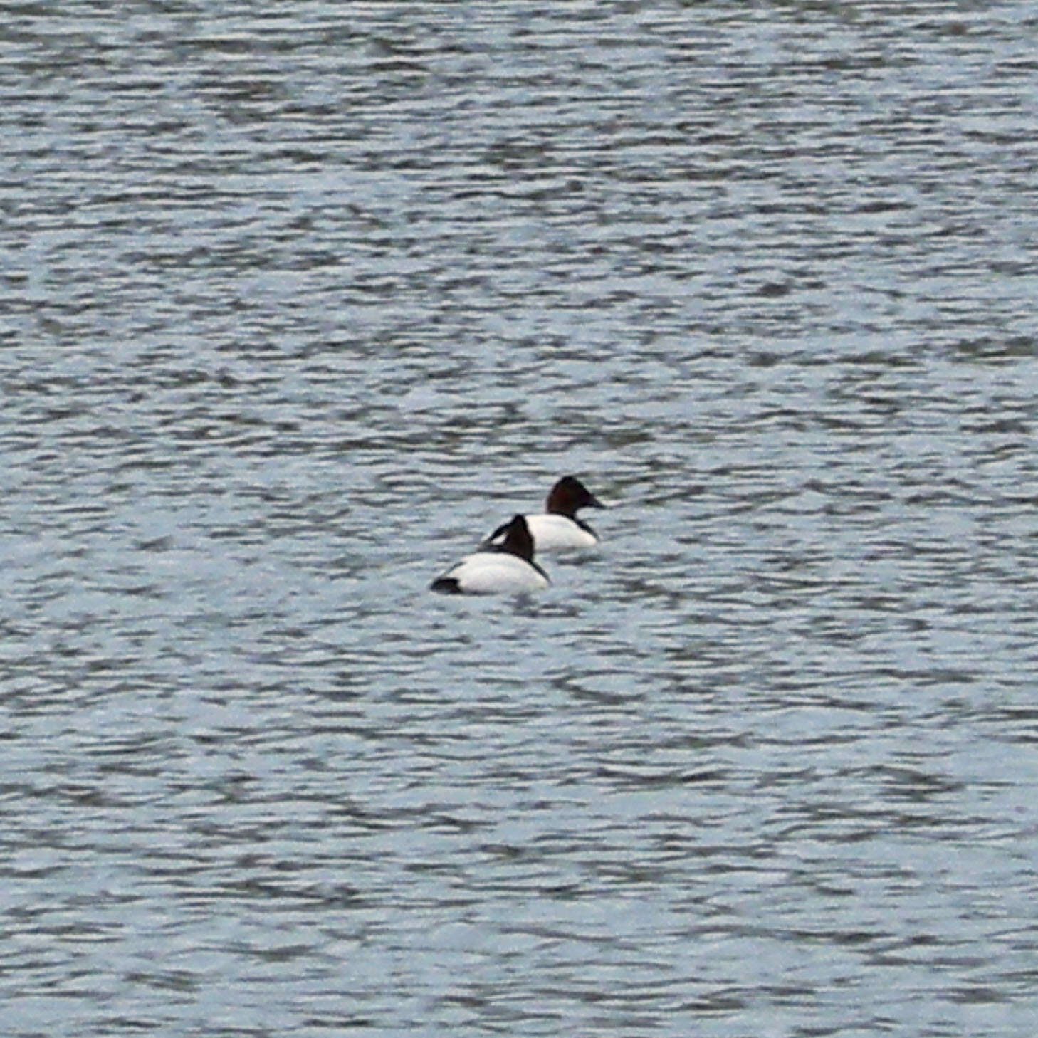 Image of Canvasback