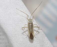 صورة Phytocoris fuscipennis Knight 1934