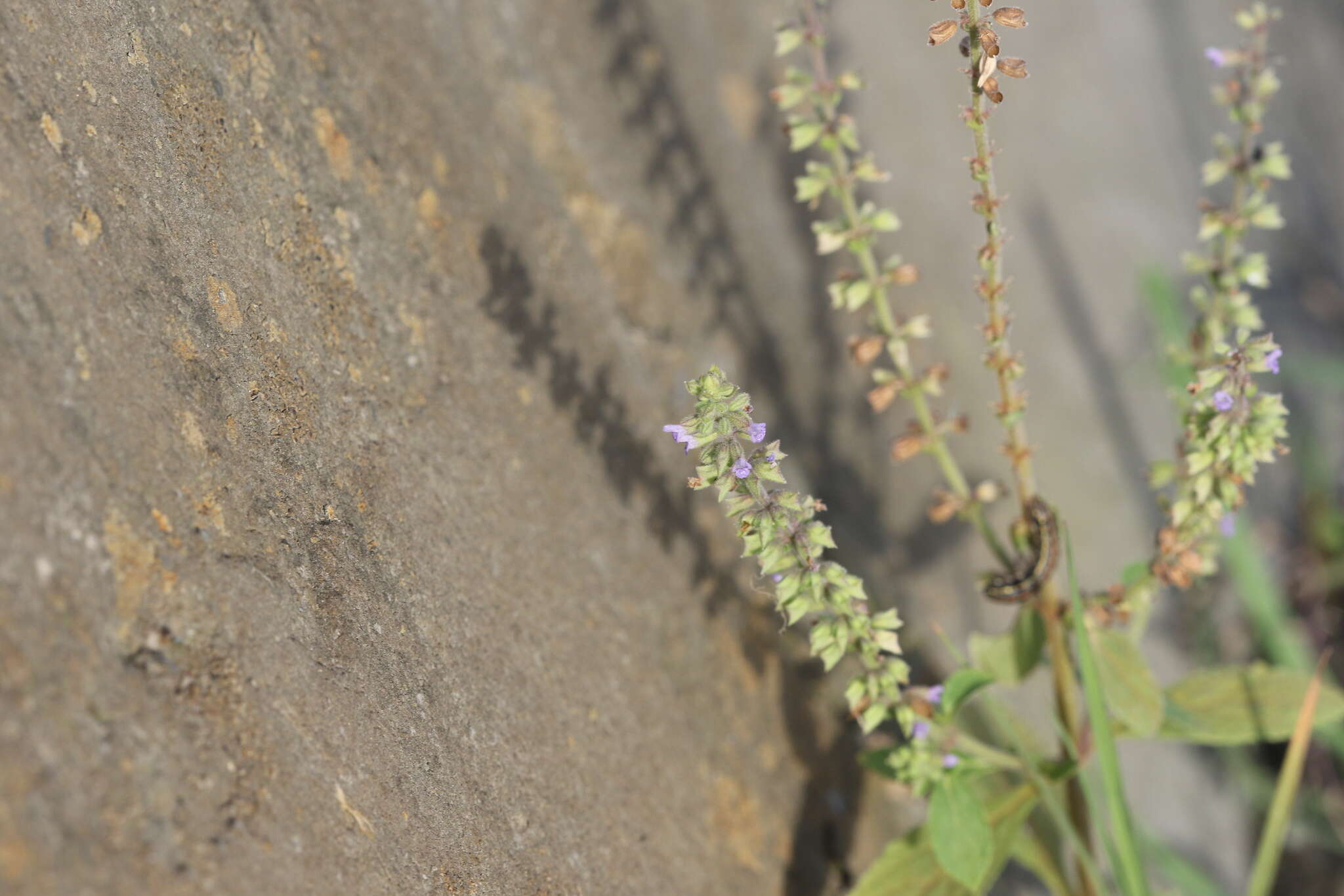 Image of Salvia plebeia R. Br.