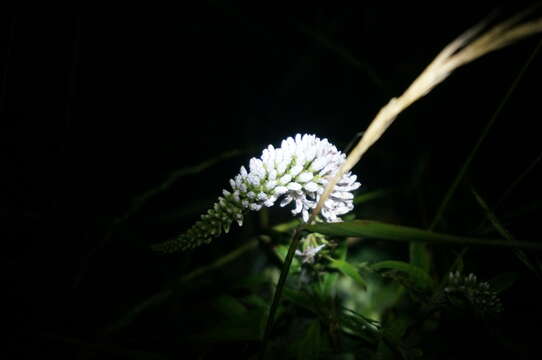 Lysimachia barystachys Bunge resmi