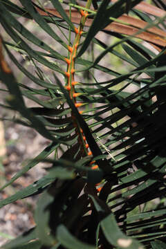 Image of Cycad