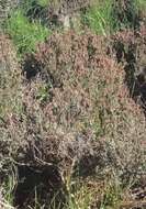 Image of Baconbush