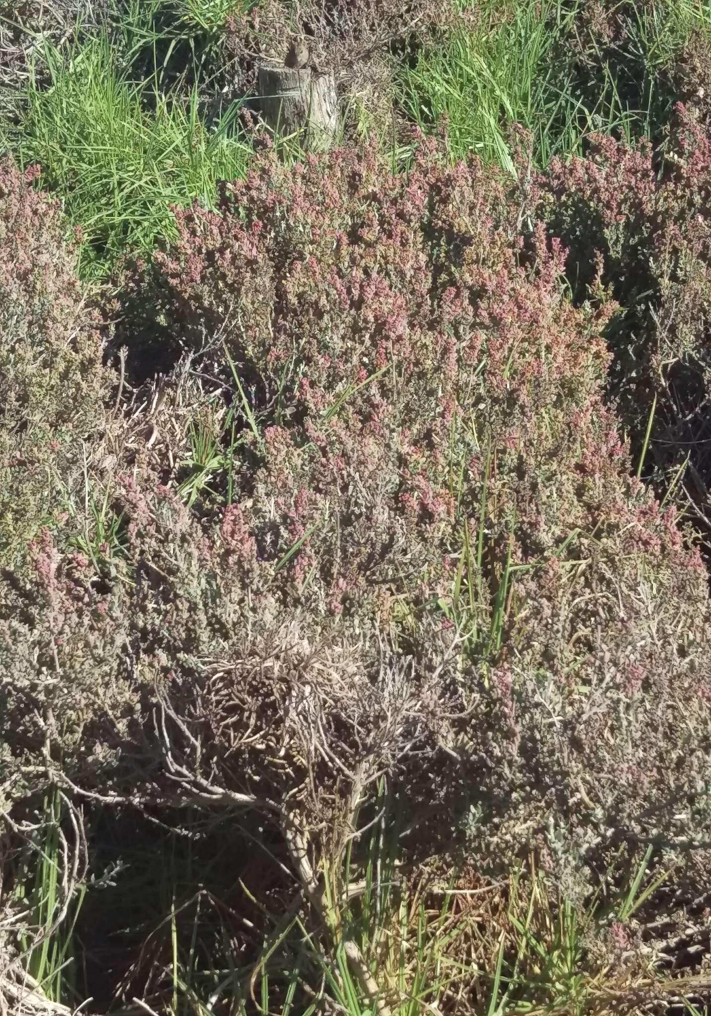 Image of Baconbush