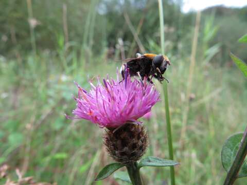 Image of Eristalis intricaria (Linnaeus 1758)