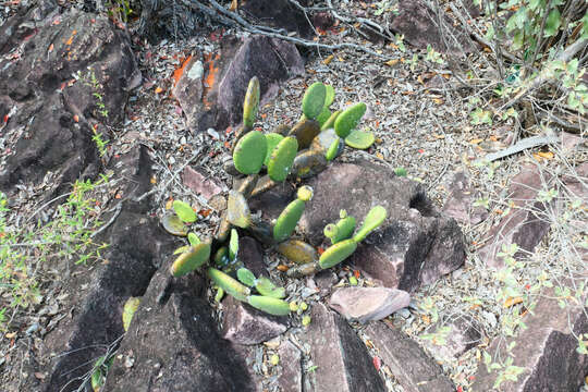 Tacinga inamoena (K. Schum.) N. P. Taylor & Stuppy resmi