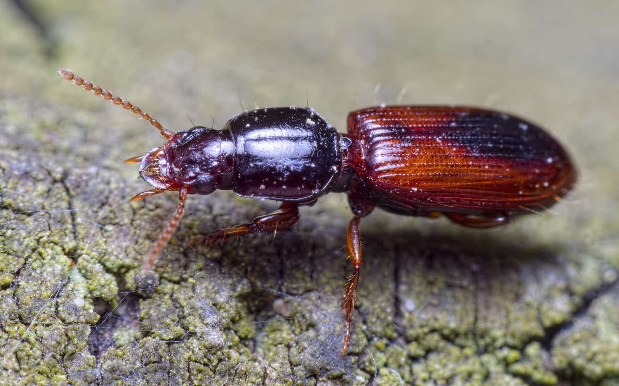 صورة Clivina (Clivina) collaris (Herbst 1784)