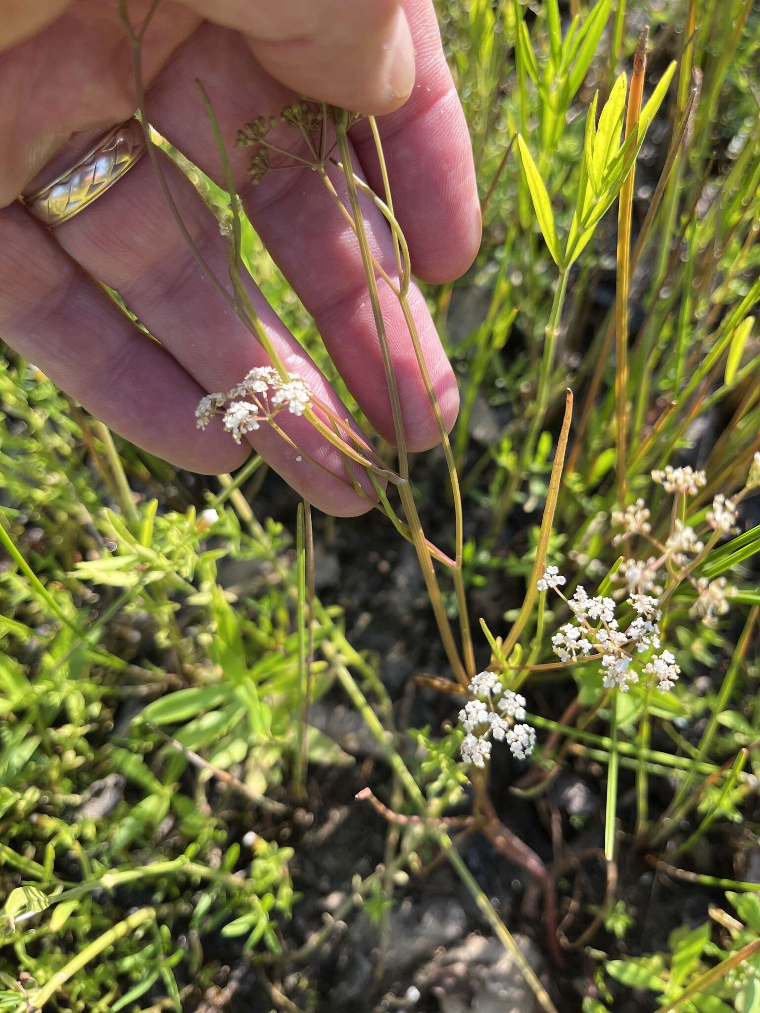 Image of Gulf River Harperella