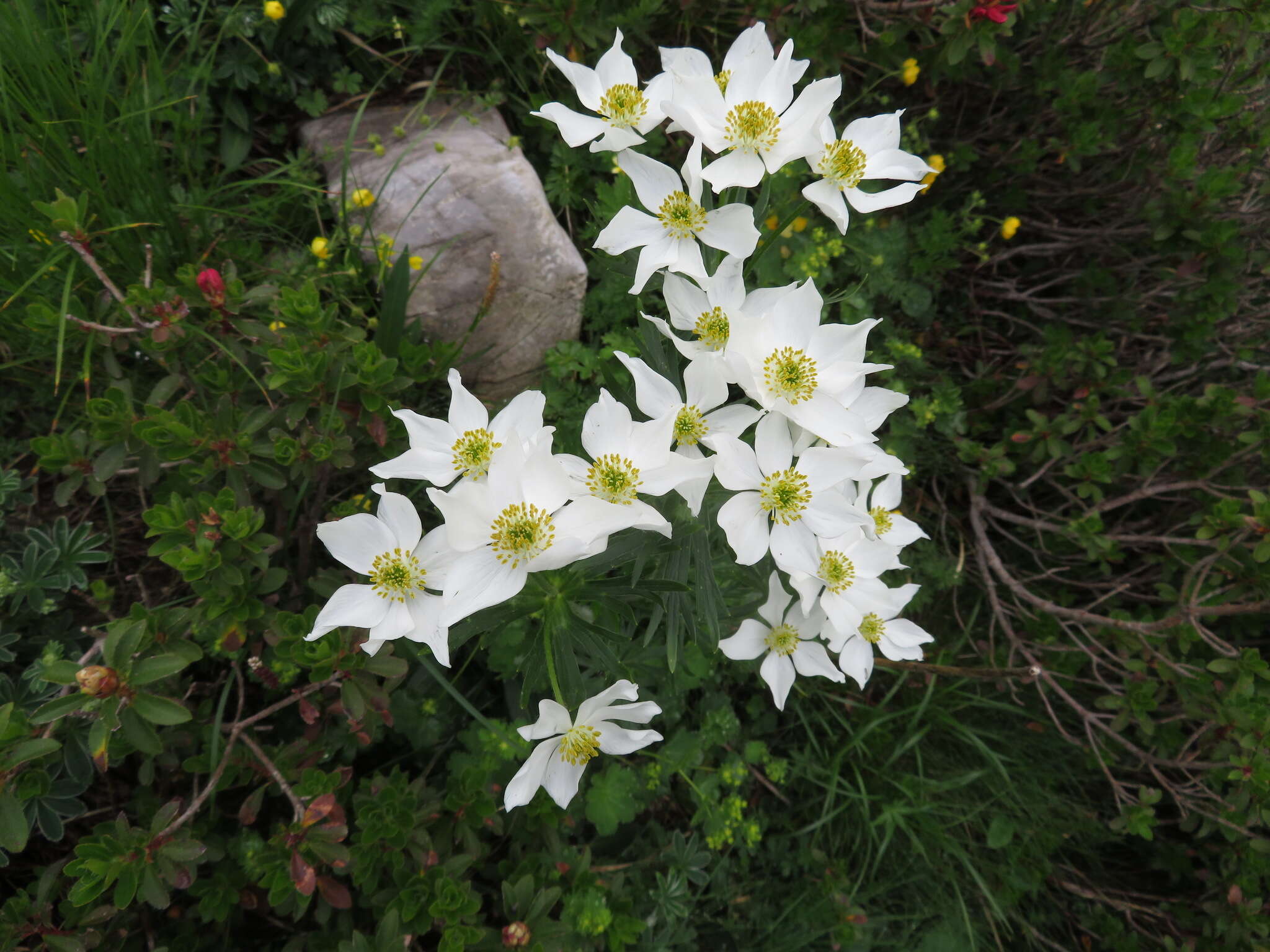 Imagem de Anemonastrum narcissiflorum (L.) Holub