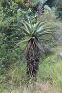 Aloe candelabrum A. Berger resmi