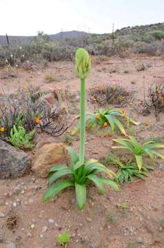 Image de Ornithogalum xanthochlorum Baker