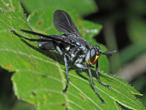 Hermya diabolus (Wiedemann 1819)的圖片