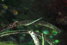 Image of Southern Gulf pipefish