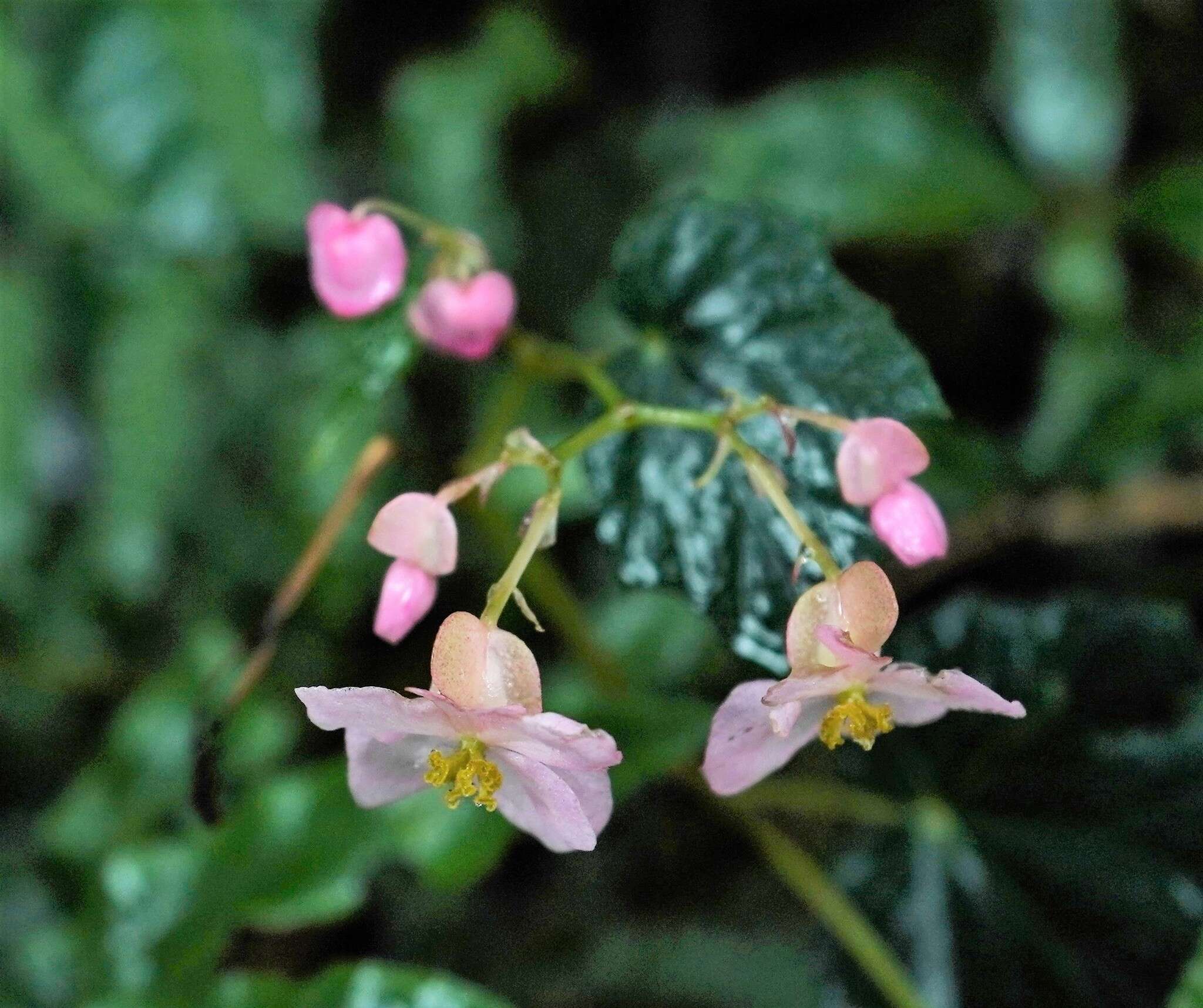 Image of Begonia formosana (Hayata) Masam.