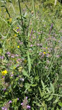 Image of Centaurea scabiosa subsp. apiculata (Ledeb.) A. D. Mikheev