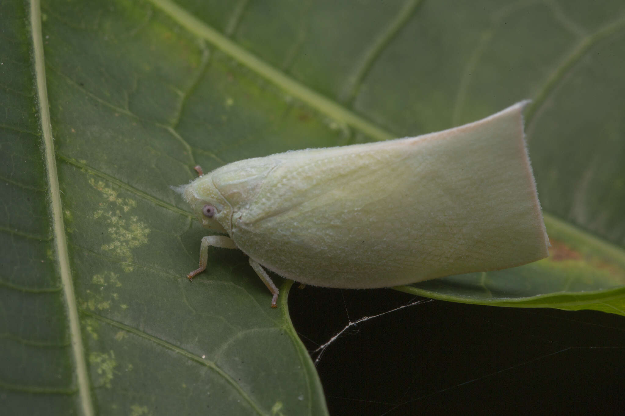 Image of Anaya luteimargo (Walker 1857)